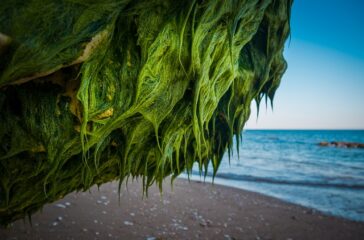 Seaweed