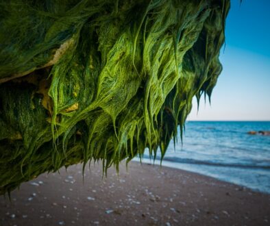 Seaweed