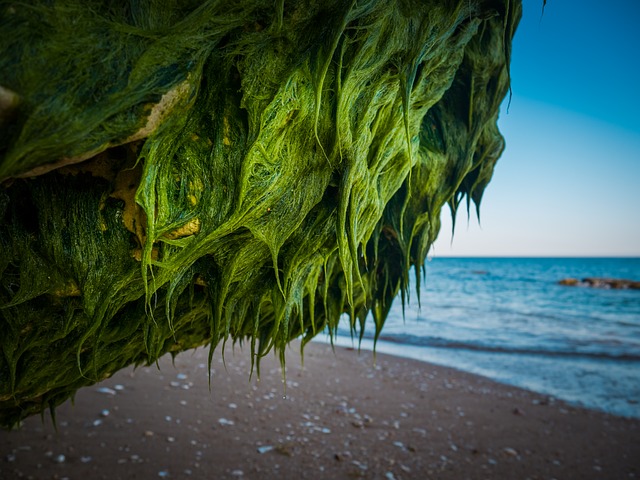 Seaweed