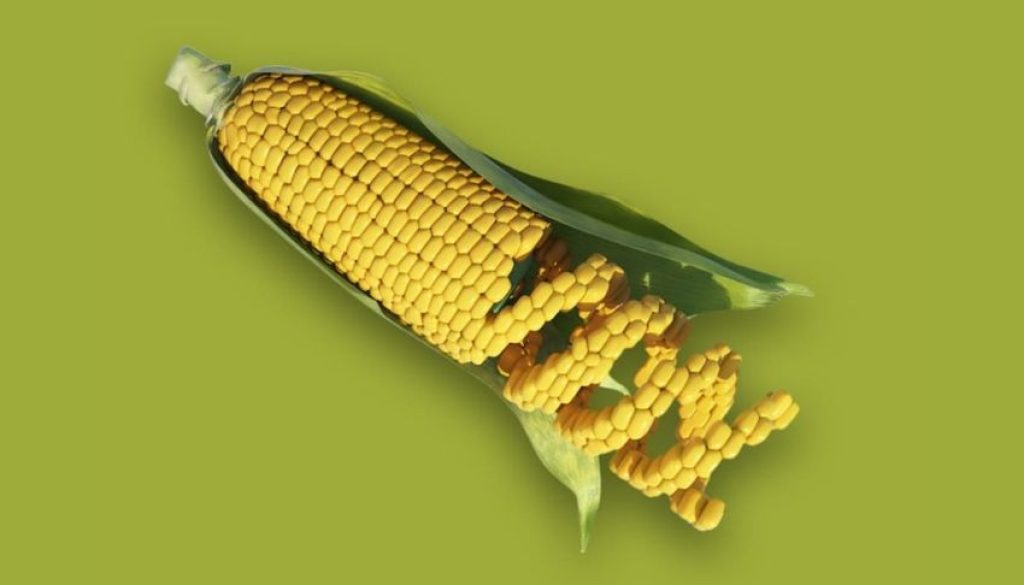 GMO Corn