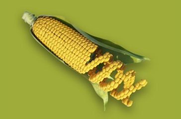 GMO Corn