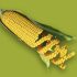 GMO Corn