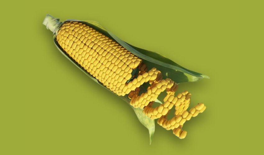 GMO Corn