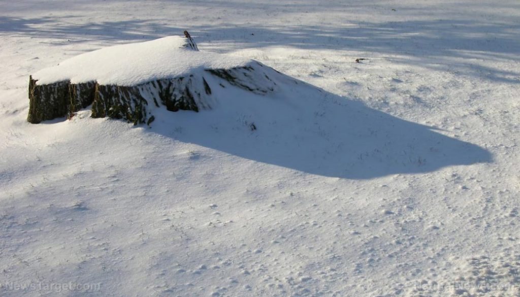 Snow-Winter-Tree-Stump