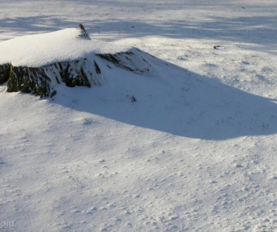 Snow-Winter-Tree-Stump