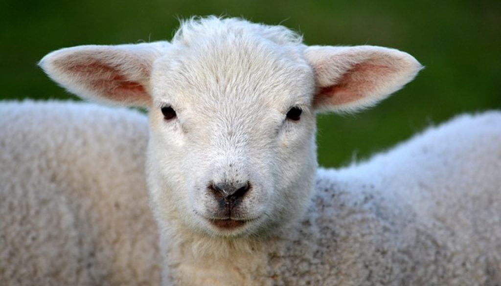 lamb-292512_640