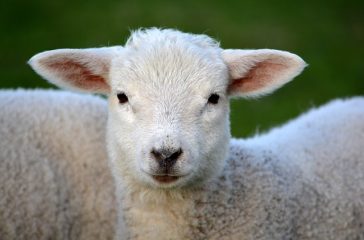 lamb-292512_640