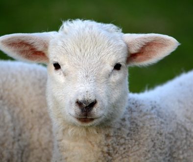 lamb-292512_640