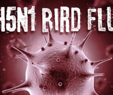 birdflu-1